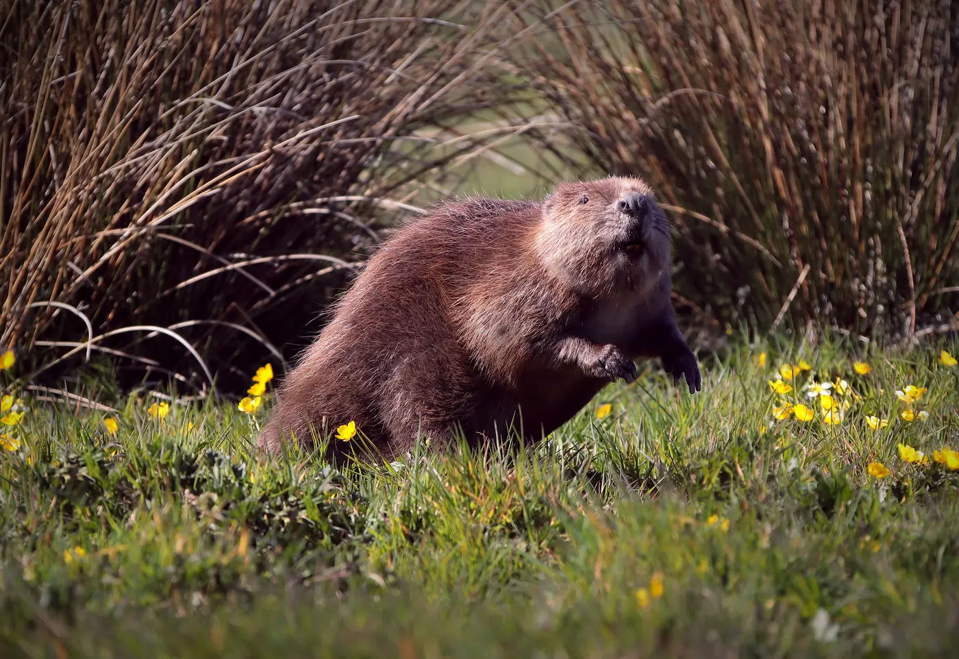 Beavers Return to England: Rewilding Through Nature’s Engineers
