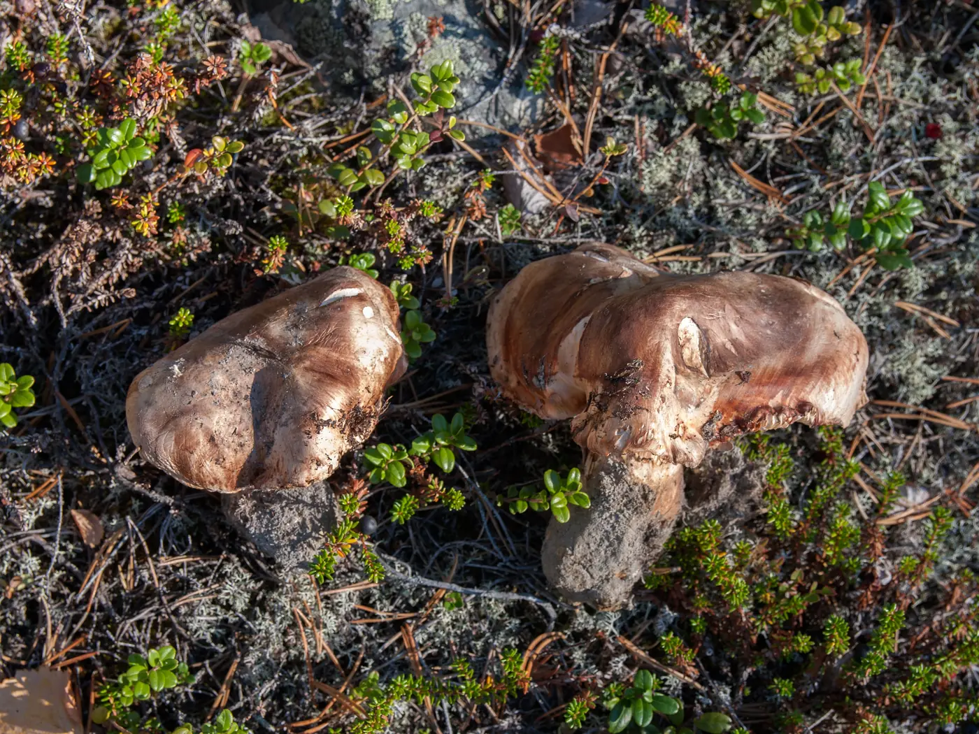Endangered Fungi: The Overlooked Species Supporting Our Ecosystems