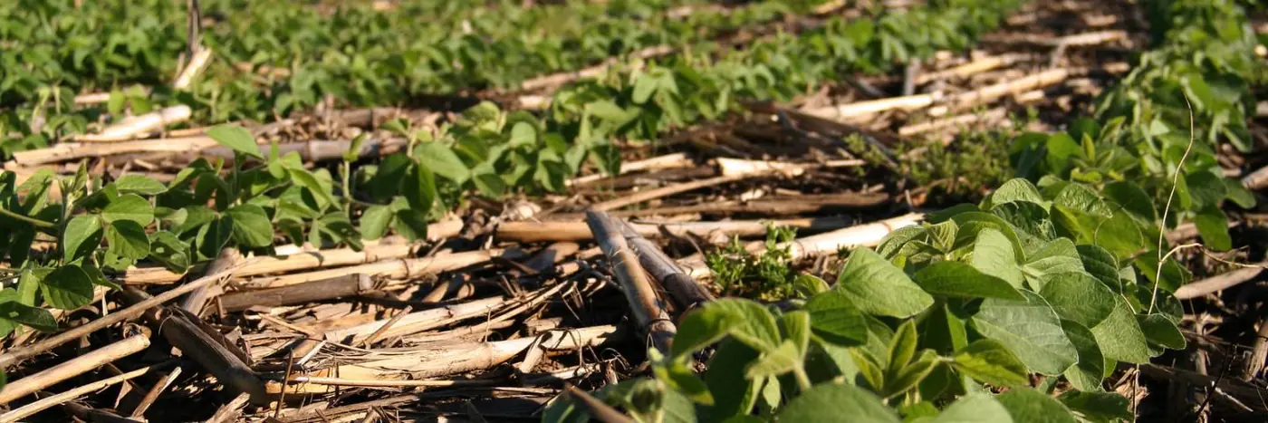 Young soybean plants grow among dry corn stalks and other crop residues.