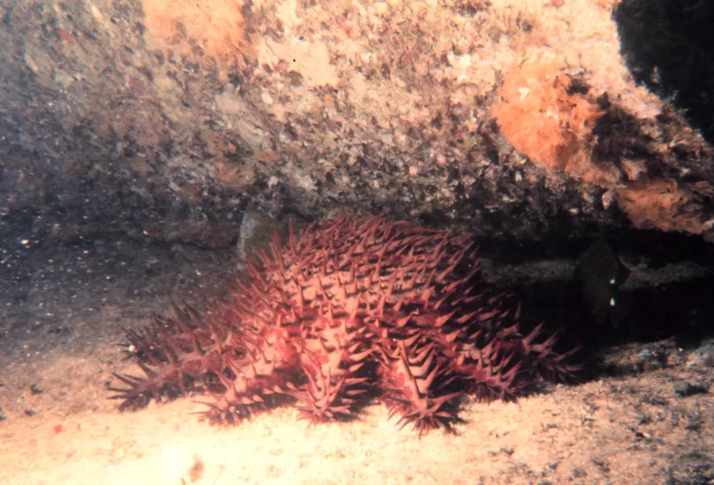 Coral-Eating Starfish and the Great Barrier Reef’s Growing Pressures