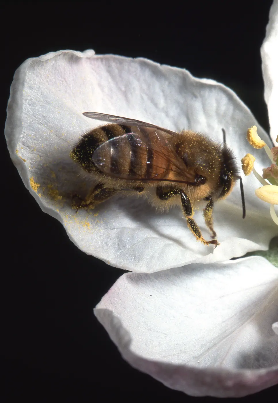 Pollinator Decline and the Hidden Threat to Our Food Supply