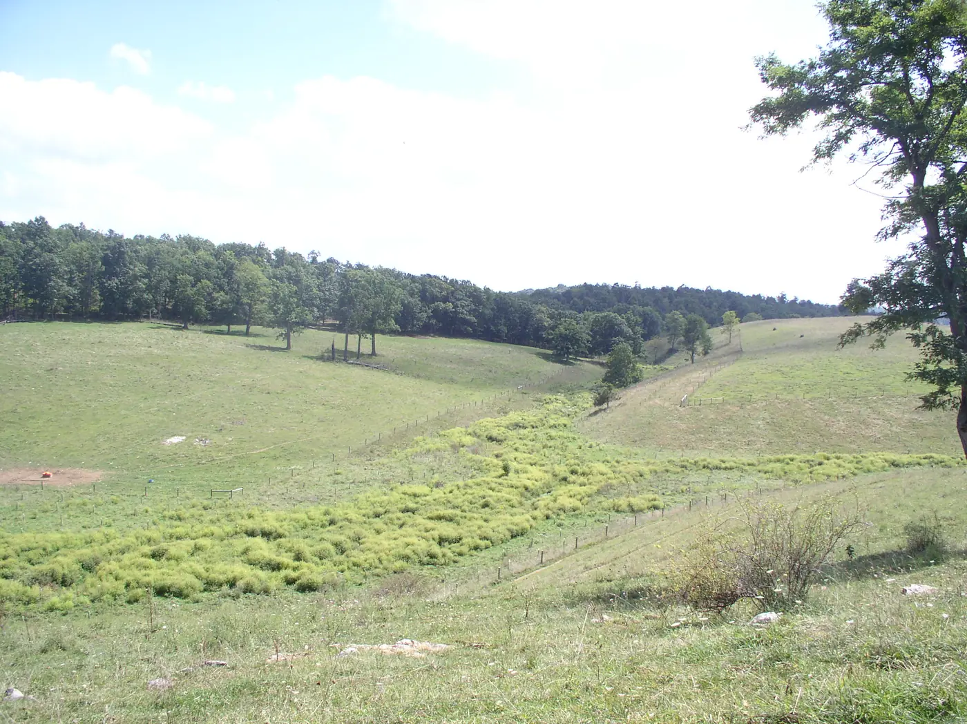 A fenced strip of dense vegetation runs between grazed fields on farmland in Virginia.